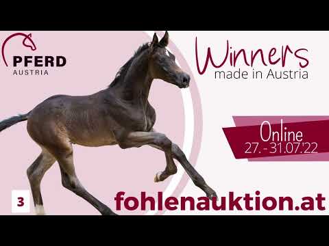 🍀www.fohlenauktion.at - Nr.  3️⃣ "By my side" v. Gestüt Birkhof 's Bohemian OLD - Sezuan - Gribaldi