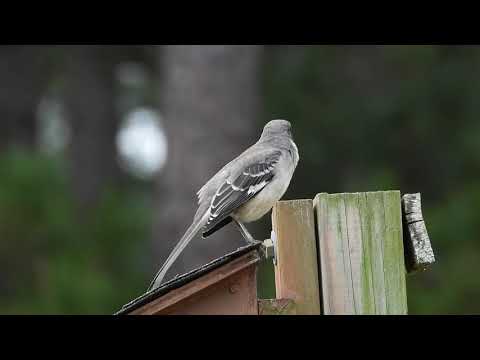 The Song of the Northern Mockingbird