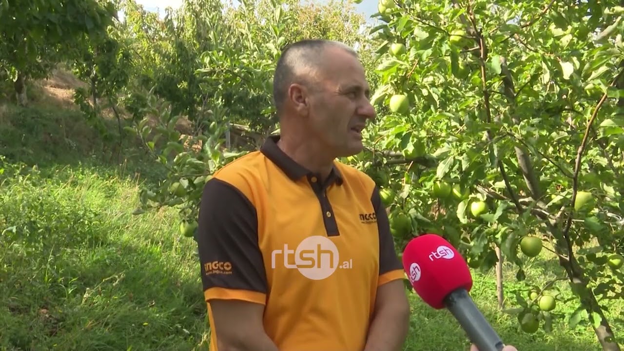 Vjeshta në fshat, sezon i mbarë në frutikulturë, prodhim i bollshëm