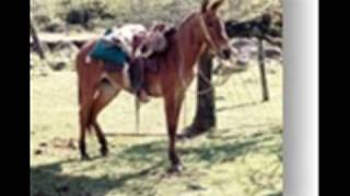 LOS ALEGRES DE TERAN......... La mula bronca