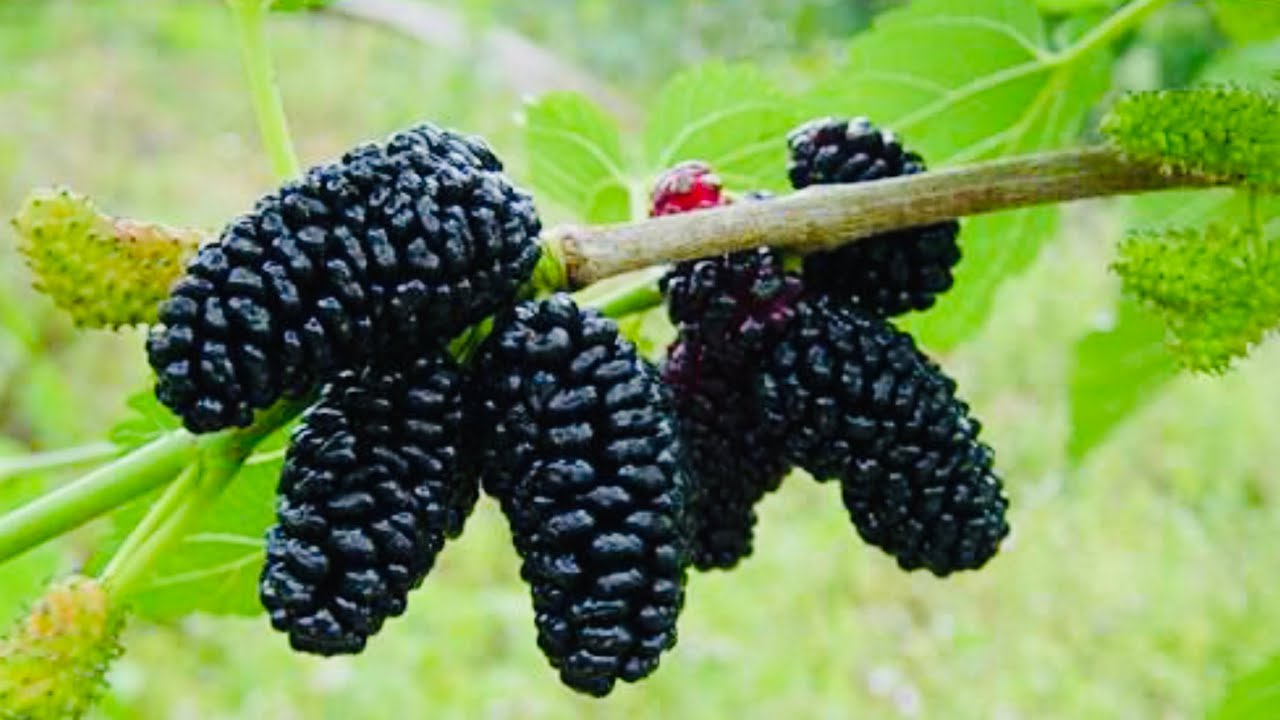 COMO PLANTAR AMORA POR ESTAQUIA SEM CONTAMINAÇÃO E PERDAS