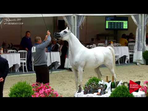 N.39 NOFT AL NAYFAT - Deauville 2017 - Mares 4-6 years old (Class 4)