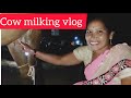Cow Milking Vlog