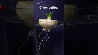 Onion cutting grows in water, time lapse