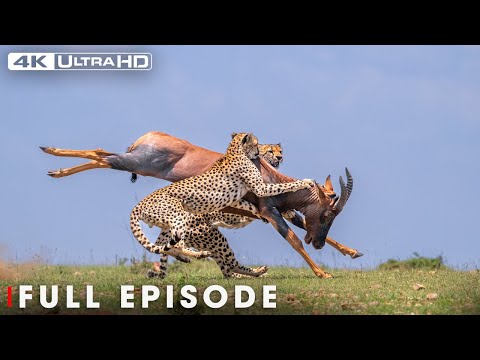 Epic Battles