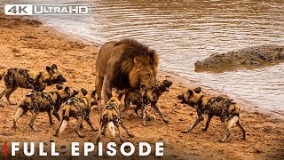 Epic Battles | Incredible Animals (Full Episode) | Nature Animal Documentary