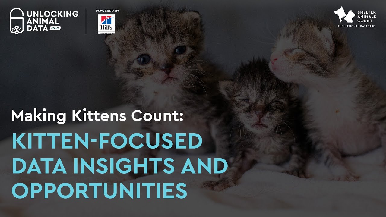 Resources - Shelter Animals Count