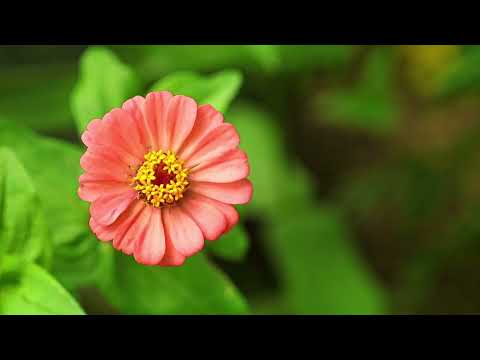 The Most Beautiful Flowers Collection Sound Ambiant Relax 13