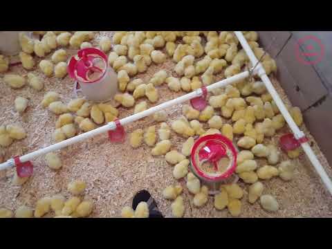 🐓PUI DE GAINA DE O ZI | Mod de preparare hrana pui de o zi