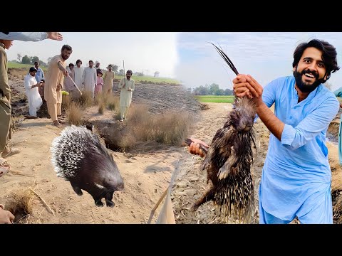 Porcupine (Saaha) Animal ka Shikar Kr Liya 😱 | Part 1 | Apna Dihat