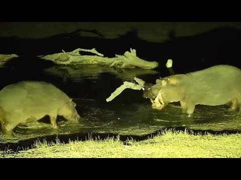 Djuma: Two Hippos come to pan-some dominance displays shown - 20:16 - 08/10/19