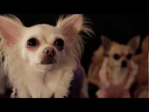 Chihuahua Party - Official Music Video - by Swede 2013