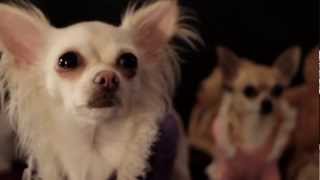 Chihuahua Party - Official Music Video - by Swede 2013