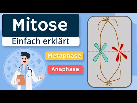 Mitosis - Basics and phases explained