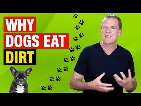 Why Does My Dog Eat Dirt? (5 Reasons and How to STOP it)