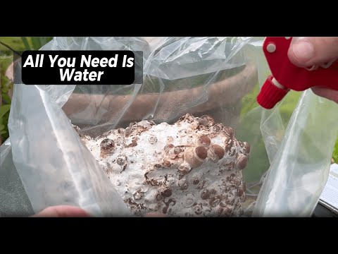 Shiitake Mushroom Growing Kit Setup Guide