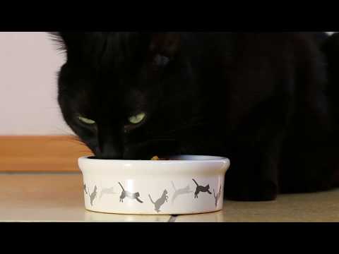 Funny Cats and Kittens Meowing Compilation