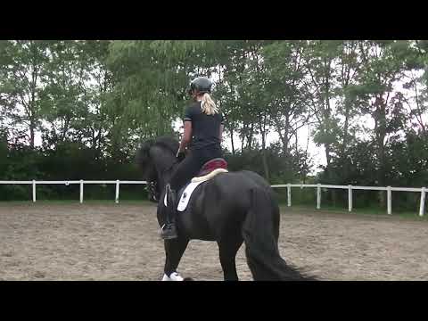 Stal Okkema's Wander - Jerke x Pier - stallion - 2015 - 1.65m