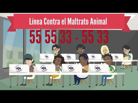 Qué es maltrato animal y cómo hacer una denuncia - UnoTV