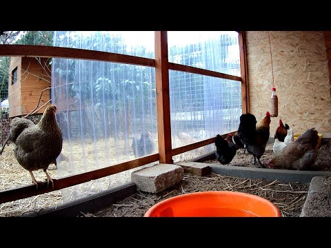 Bobby´s Chicken Farm live - kleiner Sonntags-Livestream - Hühner - Hähne