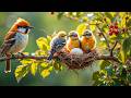 Restores The Nervous System Stop Overthinking Stress Relief Music Sleep Music