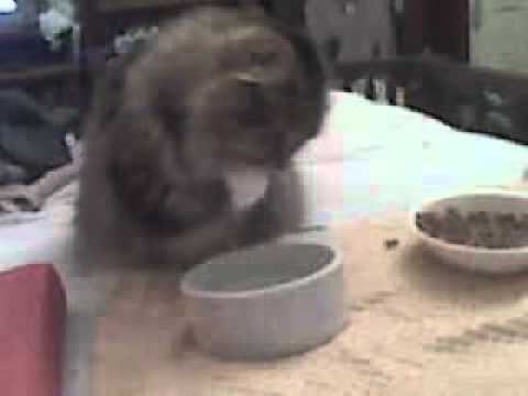 My cat Tabby drinks from paws & tries to make hard food SOFT