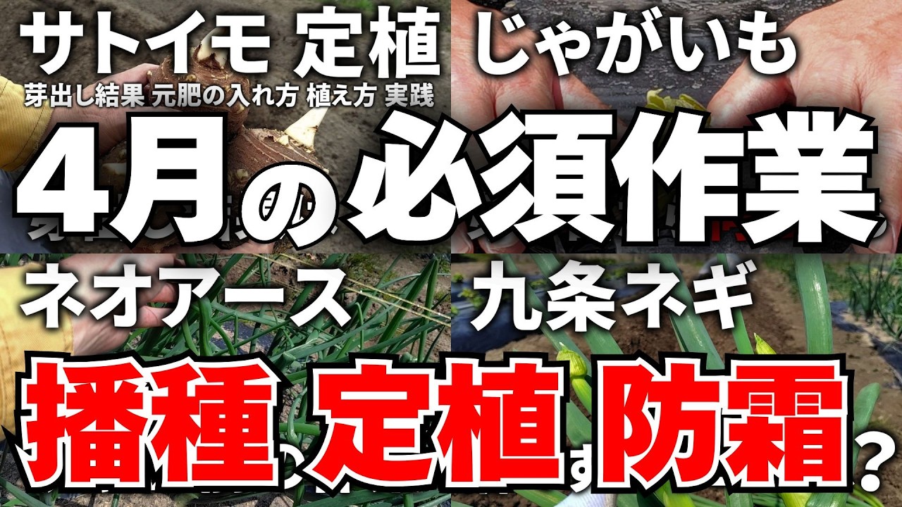 【家庭菜園】4月の作業は、これをやろう！僕が栽培予定の21品目の作業の要点をまとめて解説する