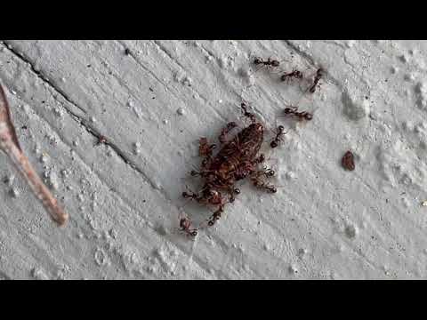 Ants Dragging Their Food Back to Their Nest in Montgomery, NJ
