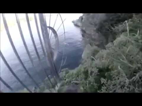 Raw Video~ Man Dives into Water with Great White Shark! headcam RAW