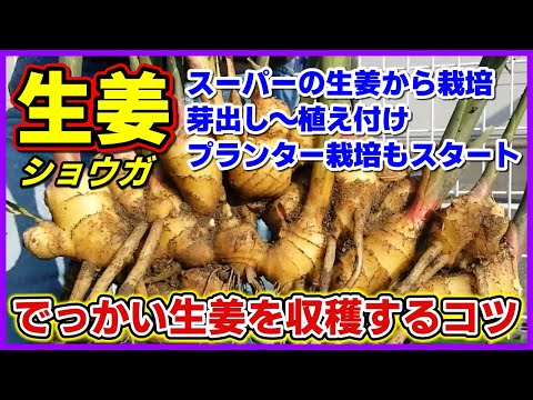 生姜の栽培: これがスーパーチューバーを自分で栽培する方法です 植物