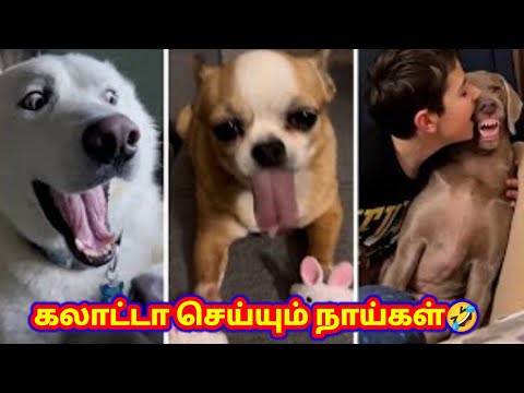 💥😂முரட்டு விலங்குகளின் சம்பவங்கள்🤪😱#funny video#funnyest videos#animal funny #cat funny video