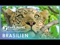 XXL Doku Brasiliens Naturwunder Eine Reise Durch Unberührte Welten