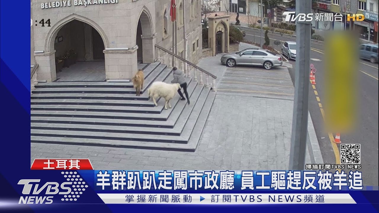 羊群趴趴走闖市政廳 員工驅趕反被羊追