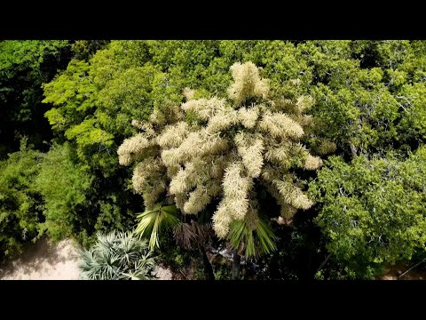 Video | Rare blooming of palm trees draws crowds in Rio | AFP