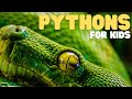 Pythons For Kids Learn All About These Giant Serpents