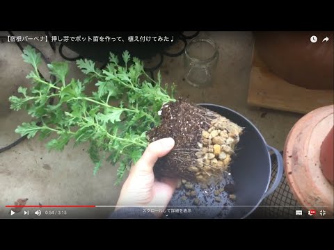 ブエノスアイレスバーベナの挿し木は簡単に作れます。