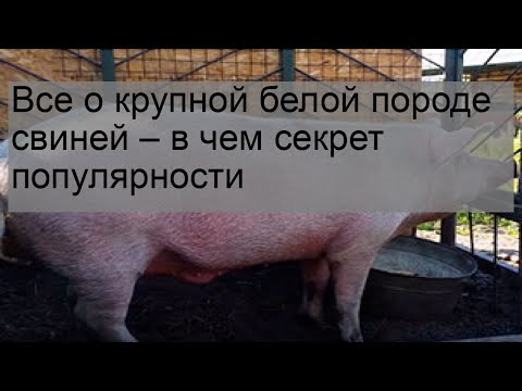 , title : 'Все о крупной белой породе свиней – в чем секрет популярности'