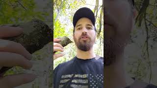 FATWOOD 🔥 Nature's Firestarter - how to find it
