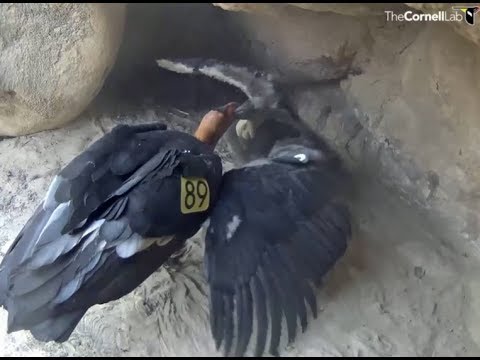 Hutton's Bowl Condor Cam ~ Feeding Time! Mom #289 Feeds Her Chick 8.10.18