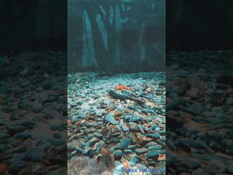 The AquaShow natural park & aquarium celebrates its 25th birthday in Audierne, in Brittany 🌊