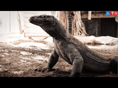 UNIQA ÖFB Cup 2024/25 - Orakel - Godzilla