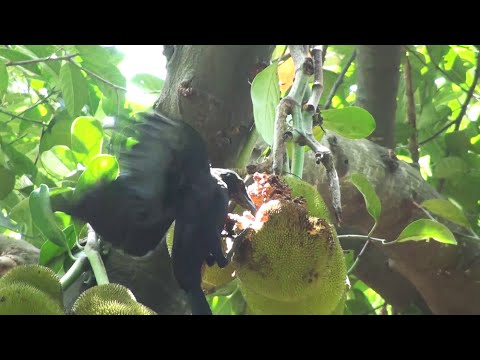 Birds eating sweet jack fruit