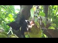 Birds eating sweet jack fruit 