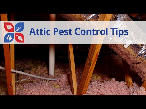  Attic Pest Control Tips Video 