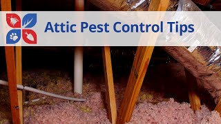 Attic Pest Control Tips | DoMyOwn.com