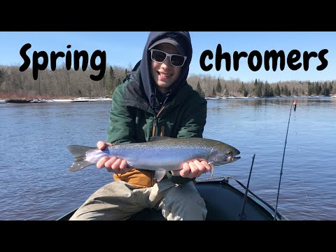 Spring Steelhead (Bobber Down)!!
