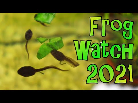 How to Feed Tadpoles - Frog Watch 2021