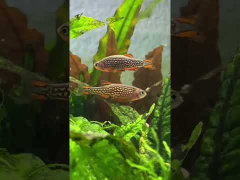 Celestial Pearl Danios are the best 🌱📸. #fishkeeping #danio #aquascape #plantedtank #fish