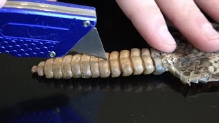 What&#39;s inside a Rattlesnake Rattle?
