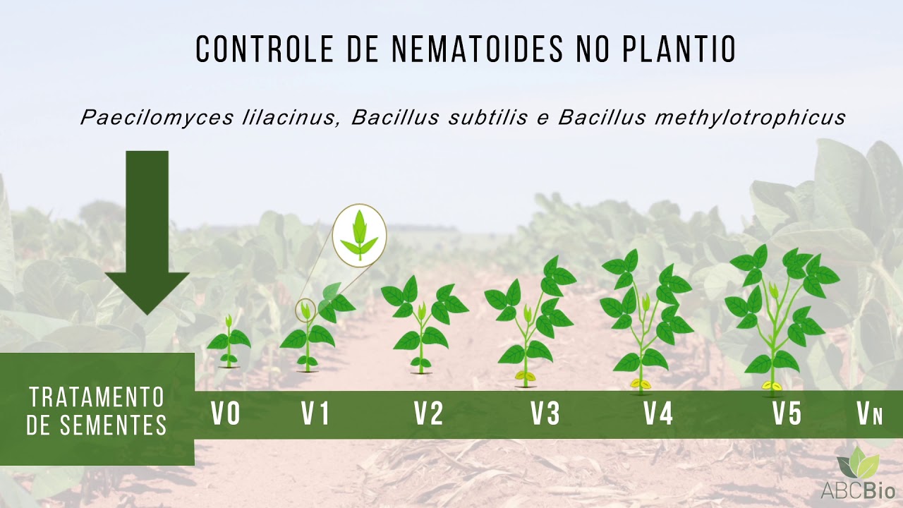 Episódio 7 - Controle biológico no Manejo Integrado de Doenças e Nematoides da Soja